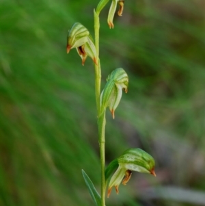 Bunochilus montanus at Paddys River, ACT - 12 Oct 2020