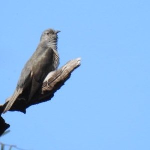 Cacomantis variolosus at Tuggeranong DC, ACT - 20 Oct 2020