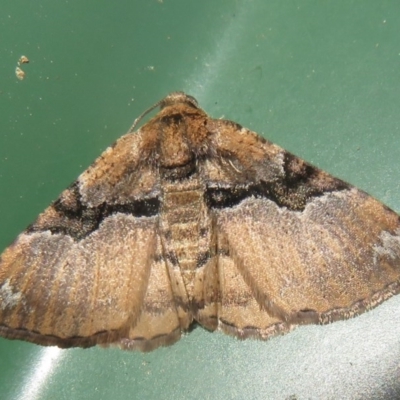 Aporoctena undescribed species (A Geometrid moth) at Flynn, ACT - 19 Oct 2020 by Christine