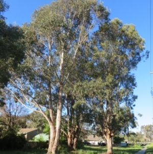 Eucalyptus globulus subsp. bicostata at Flynn, ACT - 19 Oct 2020