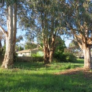 Eucalyptus globulus subsp. bicostata at Flynn, ACT - 19 Oct 2020