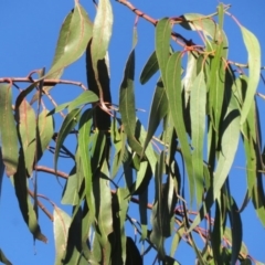 Eucalyptus globulus subsp. bicostata at Flynn, ACT - 19 Oct 2020 04:36 PM