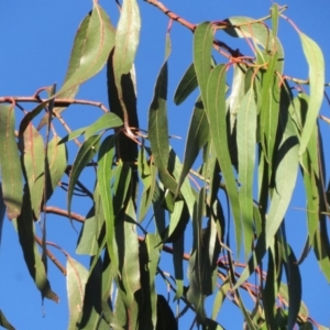 Eucalyptus globulus subsp. bicostata at Flynn, ACT - 19 Oct 2020