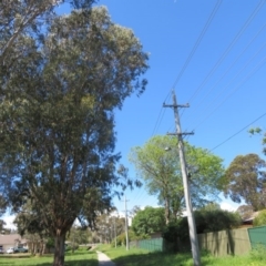 Eucalyptus globulus subsp. bicostata at Flynn, ACT - 19 Oct 2020