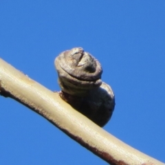 Eucalyptus globulus subsp. bicostata at Flynn, ACT - 19 Oct 2020