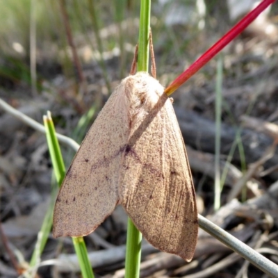 Entometa apicalis (Gum Snout Moth) at Yass River, NSW - 20 Oct 2020 by SenexRugosus