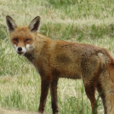 Vulpes vulpes (Red Fox) at Jerrabomberra Wetlands - 19 Oct 2020 by Christine