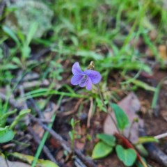 Viola betonicifolia (Mountain Violet) at Jerrabomberra, NSW - 7 Oct 2020 by roachie