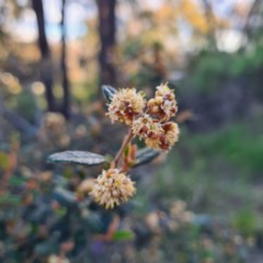 Pomaderris sp. at Mount Jerrabomberra QP - 7 Oct 2020 by roachie