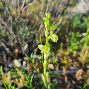 Hymenochilus sp. at Karabar, NSW - suppressed