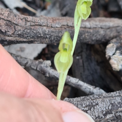 Hymenochilus muticus (Midget Greenhood) at Jerrabomberra, NSW - 7 Oct 2020 by roachie