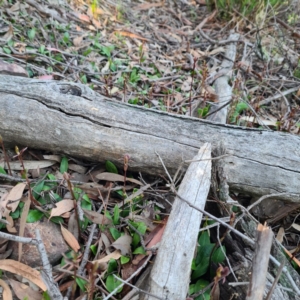 Chiloglottis trapeziformis at Jerrabomberra, NSW - suppressed