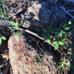 Glycine tabacina (Variable Glycine) at Garran, ACT - 20 Oct 2020 by Tapirlord