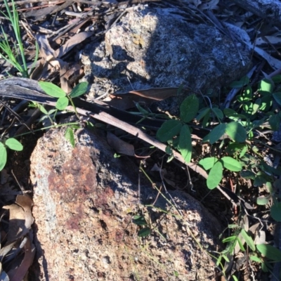 Glycine tabacina (Variable Glycine) at Garran, ACT - 20 Oct 2020 by Tapirlord