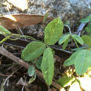 Glycine tabacina at Garran, ACT - 20 Oct 2020