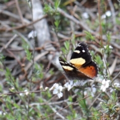 Vanessa itea (Yellow Admiral) at Dryandra St Woodland - 20 Oct 2020 by ConBoekel