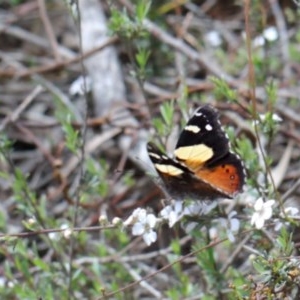 Vanessa itea at O'Connor, ACT - 20 Oct 2020 12:12 PM