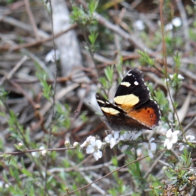 Vanessa itea (Yellow Admiral) at Dryandra St Woodland - 20 Oct 2020 by ConBoekel