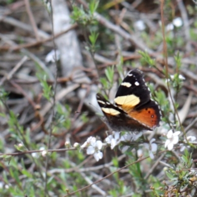 Vanessa itea (Yellow Admiral) at O'Connor, ACT - 20 Oct 2020 by ConBoekel