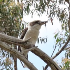 Dacelo novaeguineae (Laughing Kookaburra) at Dryandra St Woodland - 20 Oct 2020 by ConBoekel