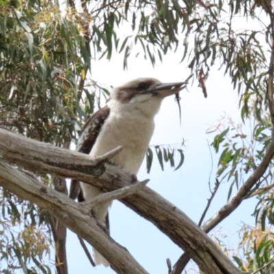 Dacelo novaeguineae (Laughing Kookaburra) at Dryandra St Woodland - 20 Oct 2020 by ConBoekel