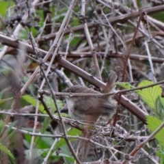 Malurus cyaneus (Superb Fairywren) at Dryandra St Woodland - 20 Oct 2020 by ConBoekel