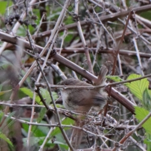 Malurus cyaneus at O'Connor, ACT - 20 Oct 2020