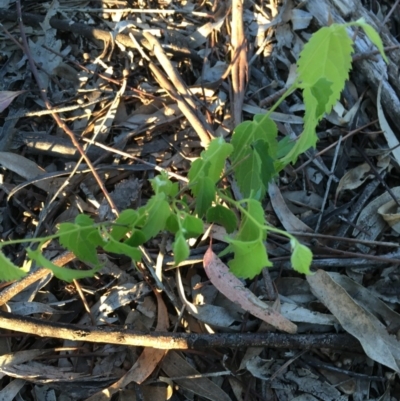 Celtis australis (Nettle Tree) at Hughes Garran Woodland - 20 Oct 2020 by Tapirlord