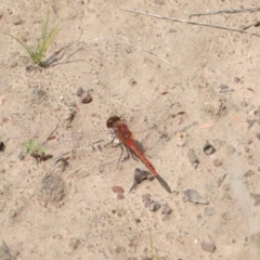 Diplacodes bipunctata (Wandering Percher) at O'Connor, ACT - 20 Oct 2020 by ConBoekel