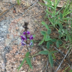 Glycine tabacina (Variable Glycine) at Red Hill to Yarralumla Creek - 20 Oct 2020 by Tapirlord