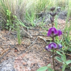 Glycine tabacina at Hughes, ACT - 20 Oct 2020 06:34 PM