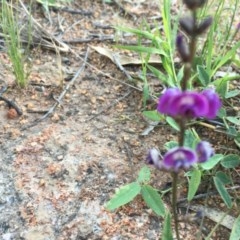 Glycine tabacina at Hughes, ACT - 20 Oct 2020