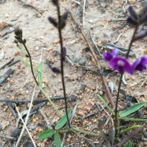 Glycine tabacina at Hughes, ACT - 20 Oct 2020