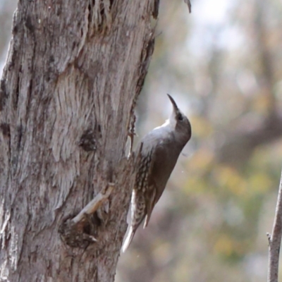 Cormobates leucophaea (White-throated Treecreeper) at O'Connor, ACT - 20 Oct 2020 by ConBoekel