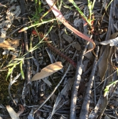 Cormocephalus aurantiipes (Orange-legged Centipede) at Hughes, ACT - 20 Oct 2020 by Tapirlord