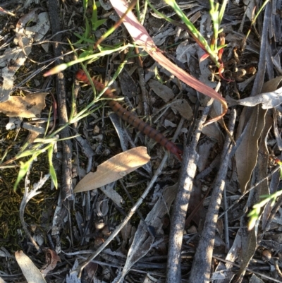Cormocephalus aurantiipes (Orange-legged Centipede) at Red Hill to Yarralumla Creek - 20 Oct 2020 by Tapirlord