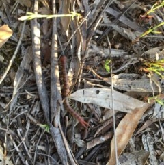 Cormocephalus aurantiipes at Hughes, ACT - 20 Oct 2020