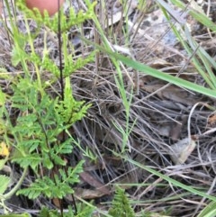 Cheilanthes sieberi (Rock Fern) at Red Hill to Yarralumla Creek - 20 Oct 2020 by Tapirlord