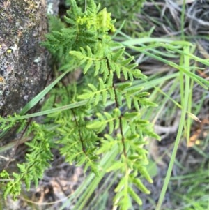 Cheilanthes sieberi at Hughes, ACT - 20 Oct 2020