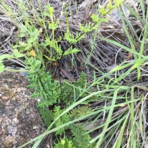 Cheilanthes sieberi at Hughes, ACT - 20 Oct 2020