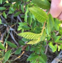 Ulmus parvifolia (Chinese Elm) at Hughes Garran Woodland - 20 Oct 2020 by Tapirlord