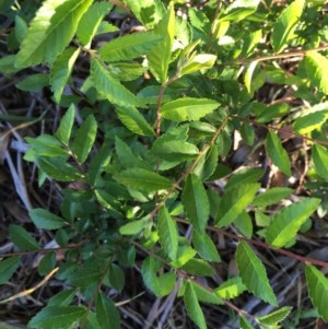 Ulmus parvifolia at Hughes, ACT - 20 Oct 2020