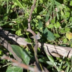 Zizina otis (Common Grass-Blue) at Termeil, NSW - 17 Oct 2020 by wendie