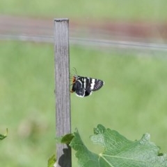 Phalaenoides glycinae (Grapevine Moth) at WI Private Property - 18 Oct 2020 by wendie