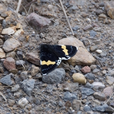 Eutrichopidia latinus (Yellow-banded Day-moth) at Termeil, NSW - 18 Oct 2020 by wendie