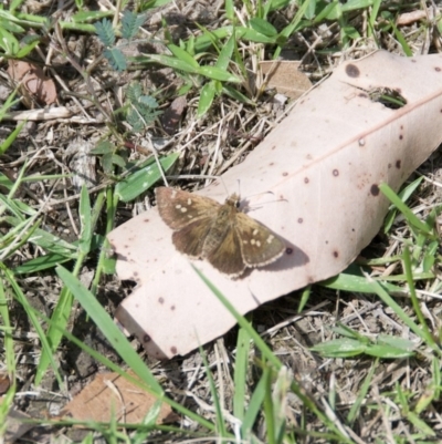 Unidentified Skipper (Hesperiidae) at Termeil, NSW - 18 Oct 2020 by wendie