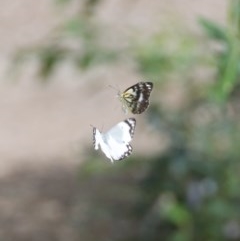 Belenois java (Caper White) at WI Private Property - 18 Oct 2020 by wendie