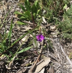 Swainsona sp. at Boorowa, NSW - 13 Oct 2020 by rainer