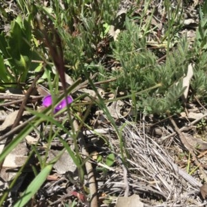 Swainsona sp. at Boorowa, NSW - 13 Oct 2020