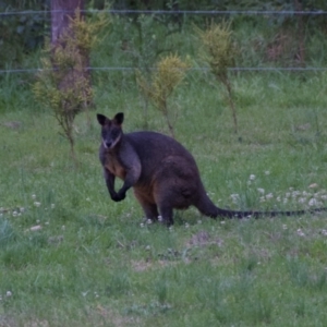 Wallabia bicolor at Termeil, NSW - 9 Oct 2020
